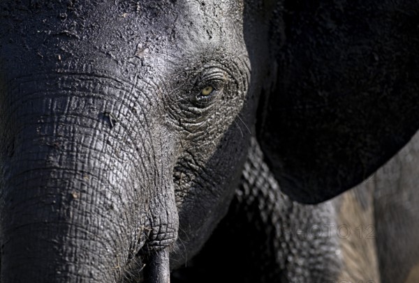 African forest elephant (Loxodonta cyclotis) in Loango National Park, Parc National de Loango, portrait, Ogooué-Maritime Province, Gabon, Africa