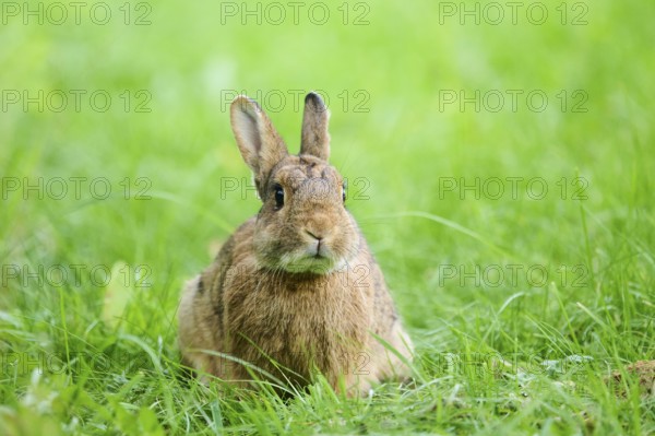 Domesticated rabbit (Oryctolagus cuniculus domesticus) on a meadow, Franconia, Bavaria, Germany, Europe