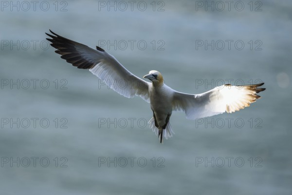 Northern Gannet, Morus bassanus, bird in flight over sea, Bempton Cliffs, North Yorkshire, England, United Kingdom, Europe