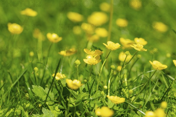 Yellow buttercup (Ranunculus) glow in the spring sun in a meadow, Ternitz, Lower Austria, Austria, Europe