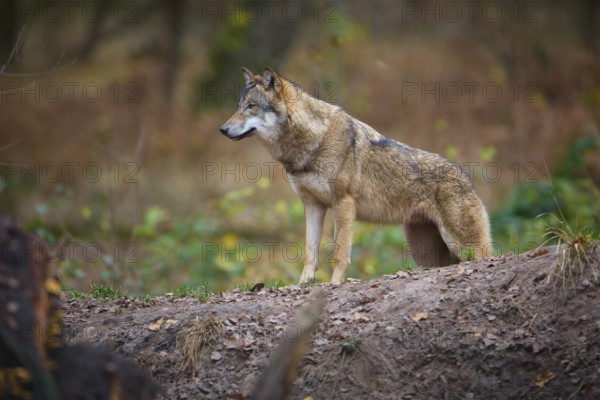 A gray wolf (Canis Lupus), standing in autumn forest, in a natural environment, Germany, Europe