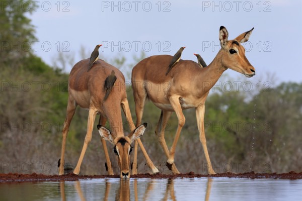 Black heeler antelope (Aepyceros melampus), adult, female, two females, at the water, drinking, with red-billed oxpecker (Buphagus erythrorhynchus), symbiosis, Kruger National Park, Kruger National Park, Kruger National Park South Africa
