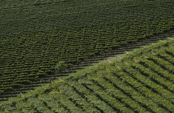 Vines, viticulture, agriculture, agribusiness, Schenna, Scena, South Tyrol, Autonomous Province of Bolzano, Italy, Europe