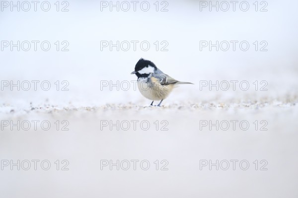 Coal tit (Periparus ater) on the ground in the snow in winter, Bavaria, Germany, Europe