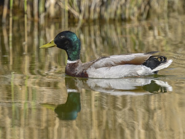 Mallard (Anas platyrhynchos), male swimming on a pond, Thuringia, Germany, Europe