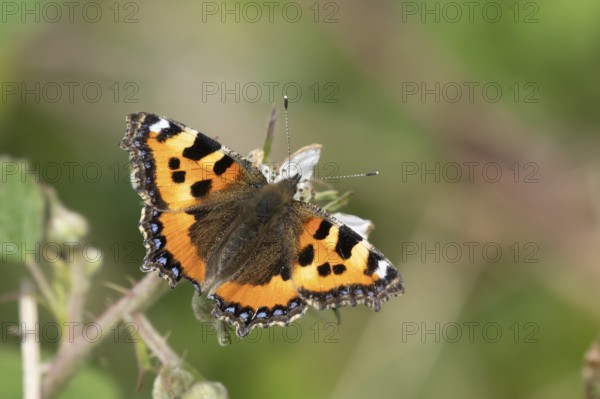 Small tortoiseshell butterfly (Aglais urticae) adult insect feeding on a Bramble flower in summer, England, United Kingdom, Europe
