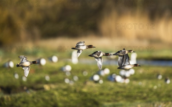 Eurasian Teal, Anas crecca, birds in flight over winter marshes