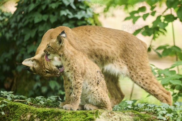 Eurasian lynx (Lynx lynx) mother with her youngster in a forest, Bavaria, Germany, Europe