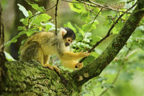 Common squirrel monkey (Saimiri sciureus) in a tree, captive, distribution South America