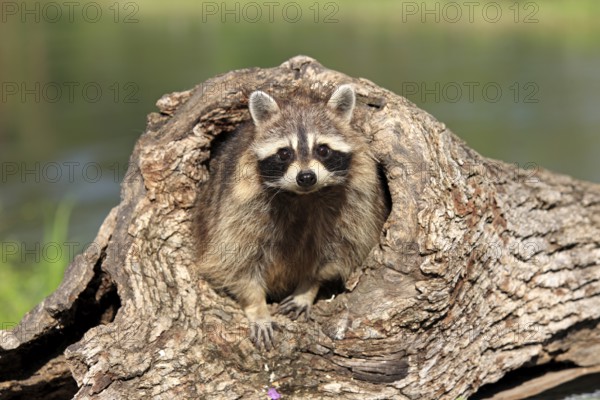 Raccoon (Procyon lotor), adult, female, at the den, Montana, USA, North America