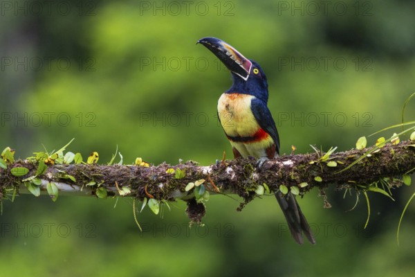 Collared Aracari (Pteroglossus torquatus), Toucans (Ramphastidae), Laguna del Lagarto Lodge, Alajuela, Costa Rica, Central America
