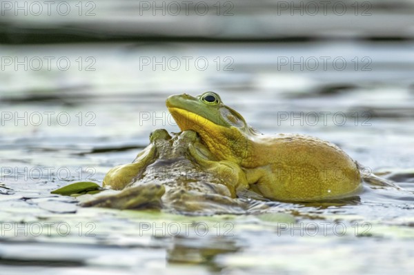 Bull frogs Lithobates catesbeianus. Male bull frogs fighting during the breeding season. La Mauricie national park. Province of Quebec. Canada
