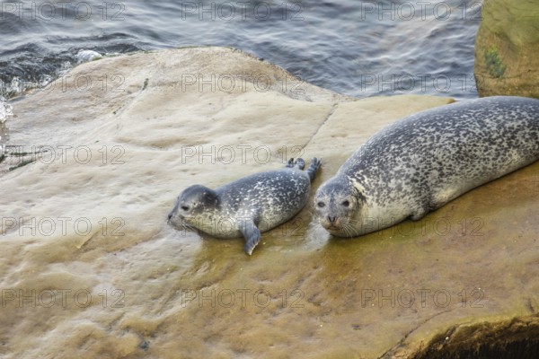 Harbor seal, phoca vitulina vitulina. Female seal and baby resting on a rock by the sea and watching. Forillon national park. Province of Quebec. Canada