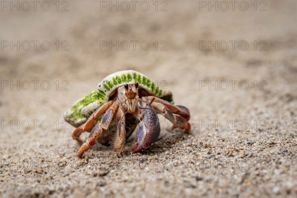 Caribbean hermit crab (Coenobita clypeatus), in the sand on the beach, Parque Nacional Cahuita, Costa Rica, Central America