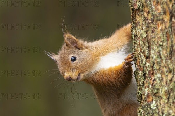 Red squirrel (Sciurus vulgaris) adult animal on a tree trunk, Yorkshire, England, United Kingdom, Europe