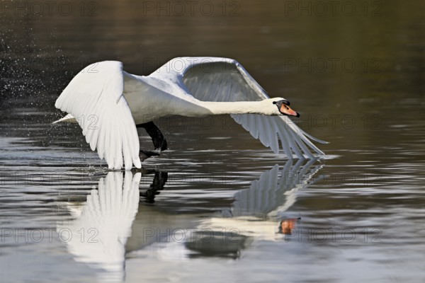 Mute swan (Cygnus olor), taking off from the water, Flachsee, Switzerland, Europe