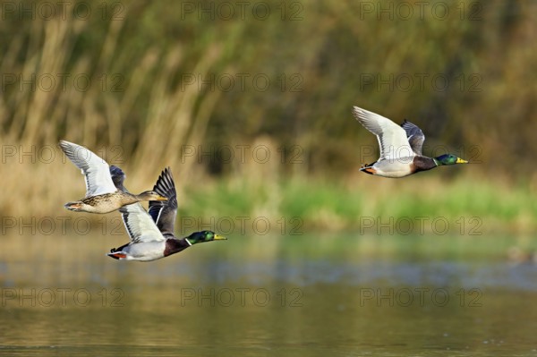 Mallard ducks (Anas platyrhynchos), formation in flight, Switzerland, Europe