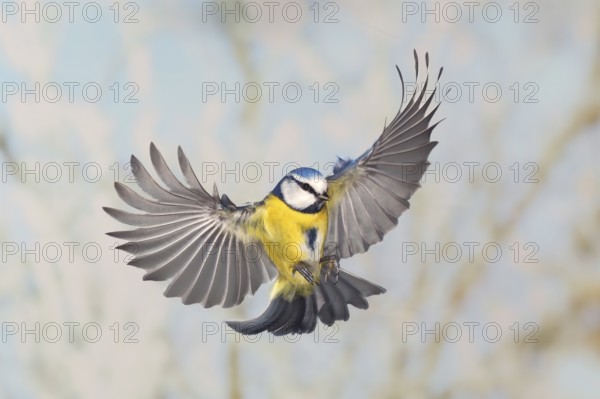 Blue tit (Parus caeruleus), in flight, high speed flight recording, winter, animals, birds, Siegerland, North Rhine-Westphalia, Germany, Europe