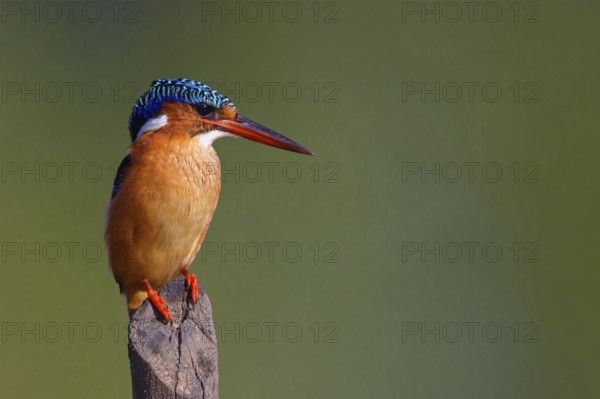 Crested Kingfisher, Corythohrnis cristatus, (Alcedo cristata), Kingfisher family, Malachite Kingfisher, Janjabureh boat trip, Janjabureh, South Bank, Gambia, Africa