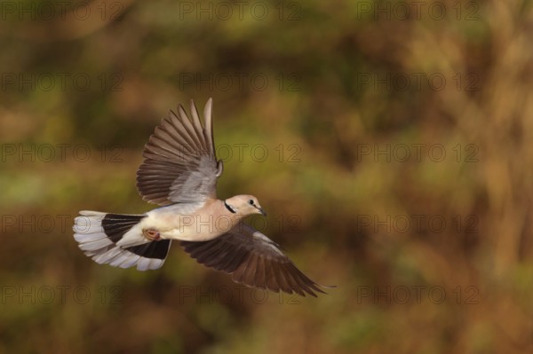 Red-crested Pigeon, (Streptopelia vinacea), Red-winged Turtle Dove, Morgan Kunda lodge / road to Kat, Jajari, North Bank, Gambia, Africa