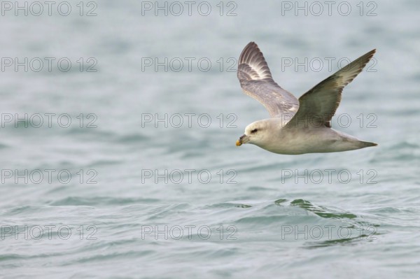 Northern fulmar (Fulmarus glacialis), Spitsbergen, Longyearbyen, Svalbard / Spitsbergen, Norway, Europe