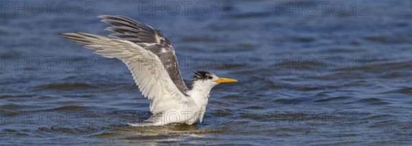 Common Tern, flight photo, (Thalasseus bergii), landing in the water, East Khawr / Khawr Ad Dahariz, Salalah, Dhofar, Oman, Asia
