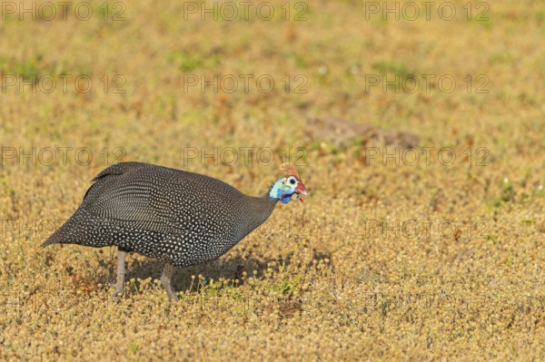 Helmeted guineafowl (Numida meleagris), family of guinea fowl, Addo Elephant National Park, Addo, Western Cape, South Africa, Africa