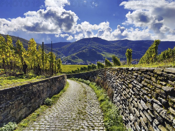 Path through a wine-growing area in Bernkastel-Kues on the Moselle in Rhineland-Palatinate, Germany, Europe