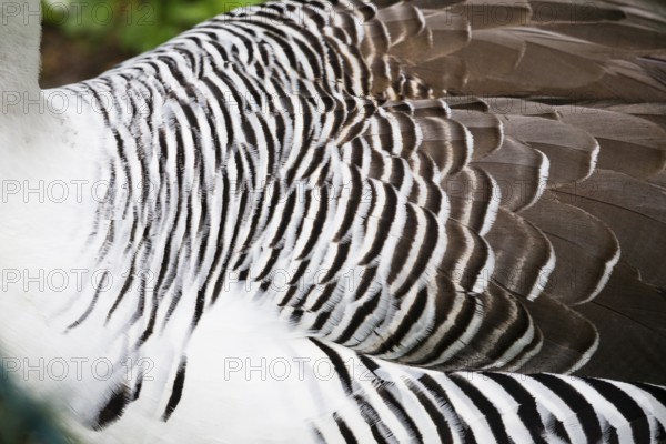 Upland Goose (Chloephaga picta), a detailed view of the striated plumage of an adult male bird, native to South America, captive, Germany, Europe