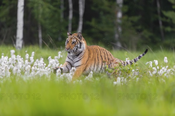 One young female Siberian Tiger, Panthera tigris altaica, running thru tall cottongrass. Early morning light