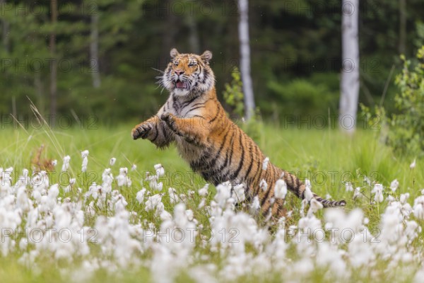 One young female Siberian Tiger, Panthera tigris altaica, jumping up on a meadow of tall fresh cottongrass with some birch trees trying to catch a bird