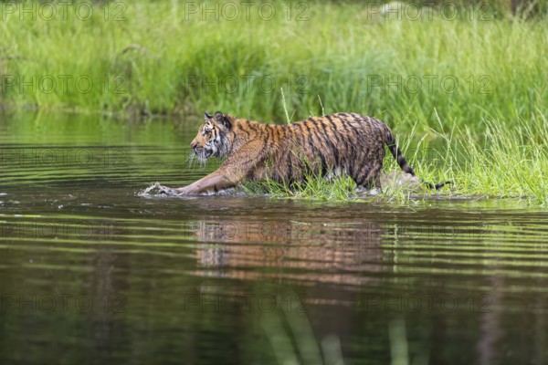 One young female Siberian Tiger, Panthera tigris altaica, walking thru the shallow water of a pond with reed grass in the background