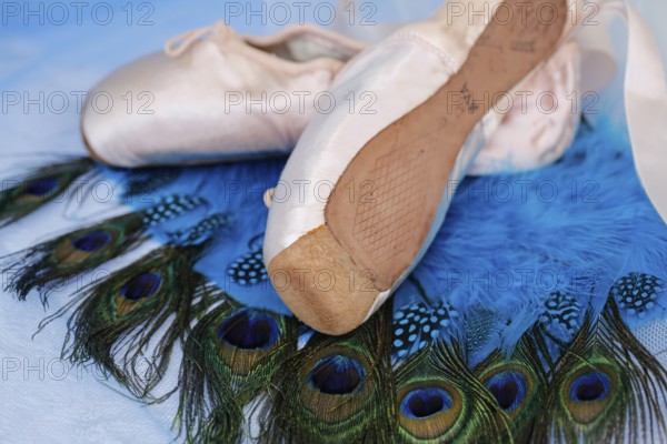 Ballet shoes, pointe shoes on peacock feathers, still life, dance shoes covered with satin in light pink colour, leather sole, studio, Germany, Europe
