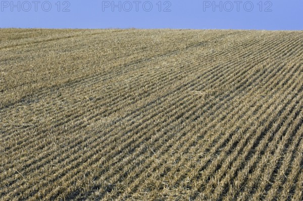 Stubble field after harvest in summer