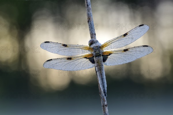 Four-spotted chaser (Libellula quadrimaculata), resting, in a meadow, with dewdrops, morning, Bottrop, Ruhr area, North Rhine-Westphalia, Germany, Europe