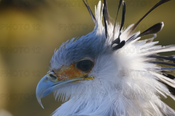 Secretary bird (Sagittarius serpentarius), bird of prey, portrait, close-up, occurring in Africa, captive, North Rhine-Westphalia, Germany, Europe