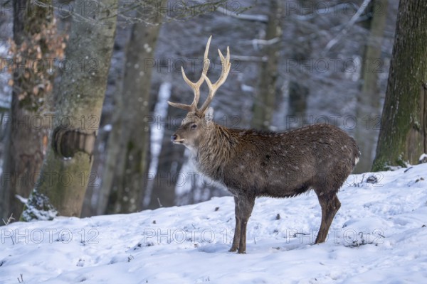 Sika deer (Cervus nippon), in the snow, Vulkaneifel, Rhineland-Palatinate, Germany, Europe