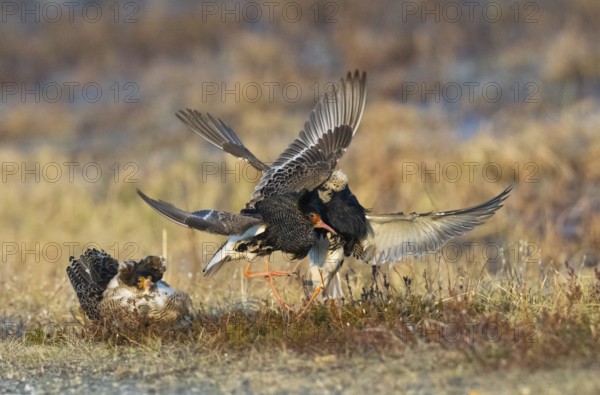 Ruff (Calidris pugnax) two males in breeding plumage at lek, fighting over female, another male looking on, Pokka, Finnish Lapland
