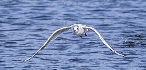 Black-headed gull (Chroicocephalus ridibundus) adult bird in non-breeding plumage taking off and flying low over water in summer