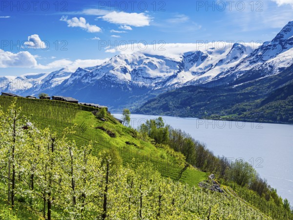 View of snow-covered mountains, fjord and apple trees in bloom, campsite of Lofthus at top of hill, camping huts, spring, Hardangerfjord near Lofthus, Hardanger, Norway, Europe