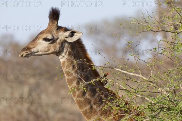 South African giraffe (Giraffa camelopardalis giraffa) with red-billed oxpecker (Buphagus erythrorynchus) on its neck, young animal foraging, head close-up, Kruger National Park, South Africa, Africa