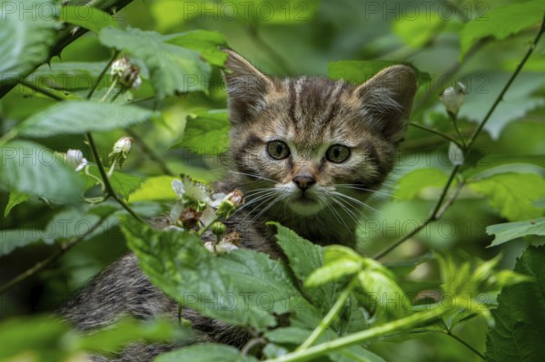 European wildcat, wild cat (Felis silvestris silvestris) 7 week old kitten hiding in underbrush, thicket with bramble bushes in spring