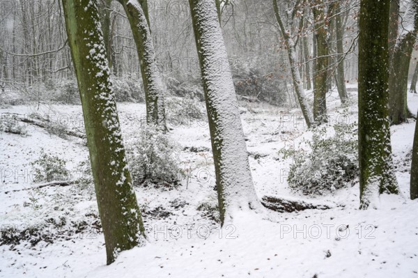 Beech forest in winter, with freshly fallen snow, Bottrop, Ruhr area, North Rhine-Westphalia, Germany, Europe