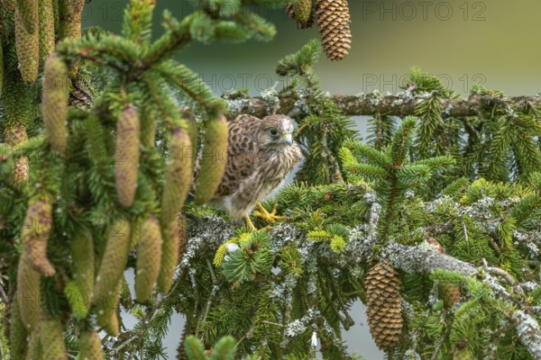 Common kestrel (Falco tinnunculus), young bird not yet able to fly sitting on a branch outside the nest, Rhineland-Palatinate, Germany, Europe