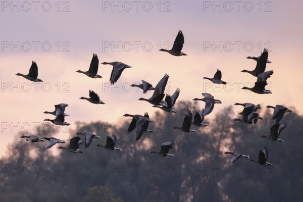 Flying white-fronted geese at sunrise