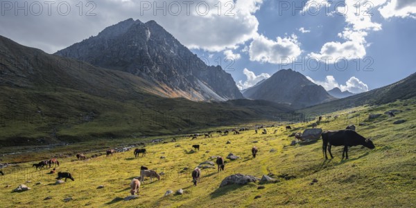 Cows in a mountain valley in the Tien Shan Mountains, near Altyn Arashan, Kyrgyzstan, Asia