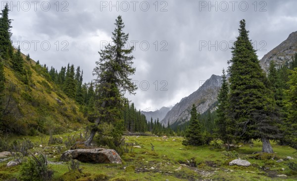 Green mountain valley with forest, Chong Kyzyl Suu Valley, Terskey Ala Too, Tien-Shan Mountains, Kyrgyzstan, Asia