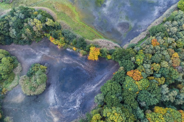 Mixed forest in autumn, colouring, aerial view, forest, autumnal, Ahlhroner Fischteiche, Niedersächsische Landesforst, Ahlhorn, Lower Saxony, Germany, Europe