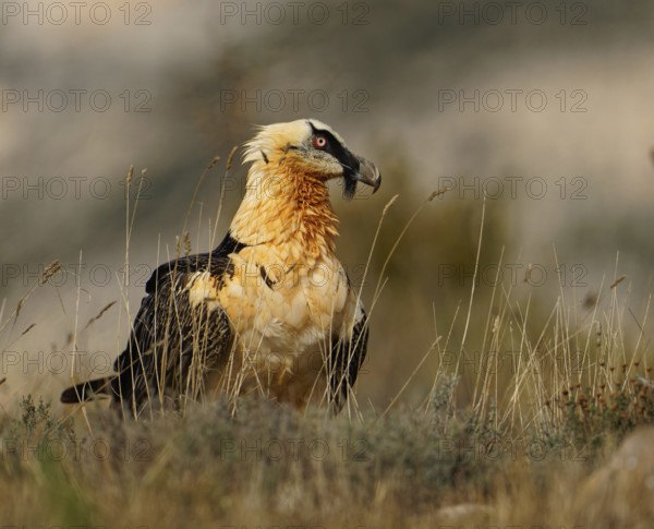 Old bearded vulture (Gypaetus barbatus), portrait, evening light, Catalonia, Pyrenees, Spain, Europe