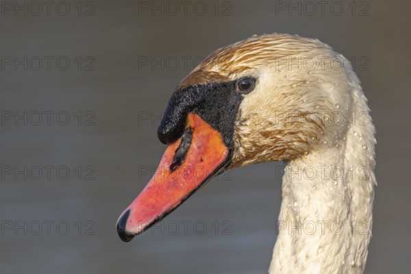 Mute swan (Cygnus olor) portrait on the water of a lake. Bas-Rhin, Alsace, Grand Est, France, Europe